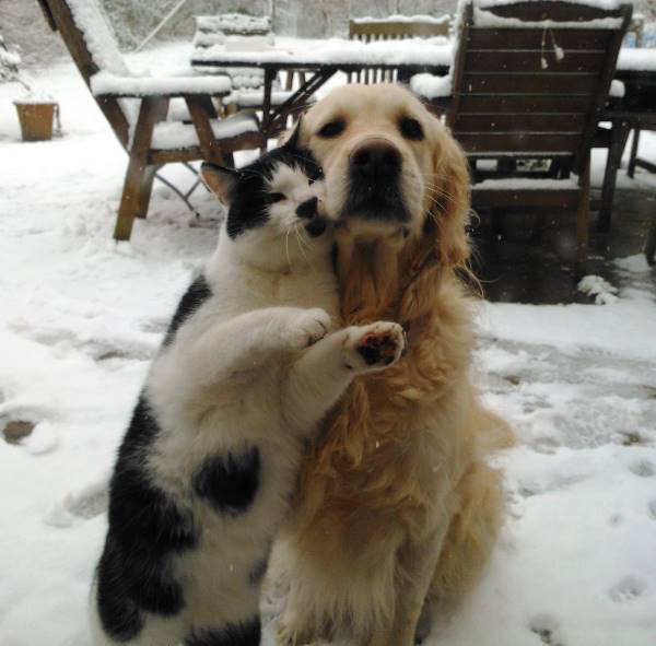 Dog And Cat In The Snow