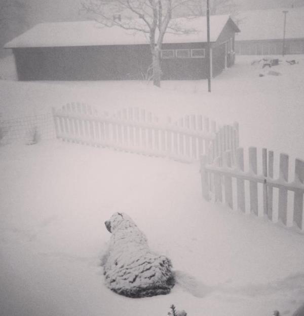 Dog Covered In Snow