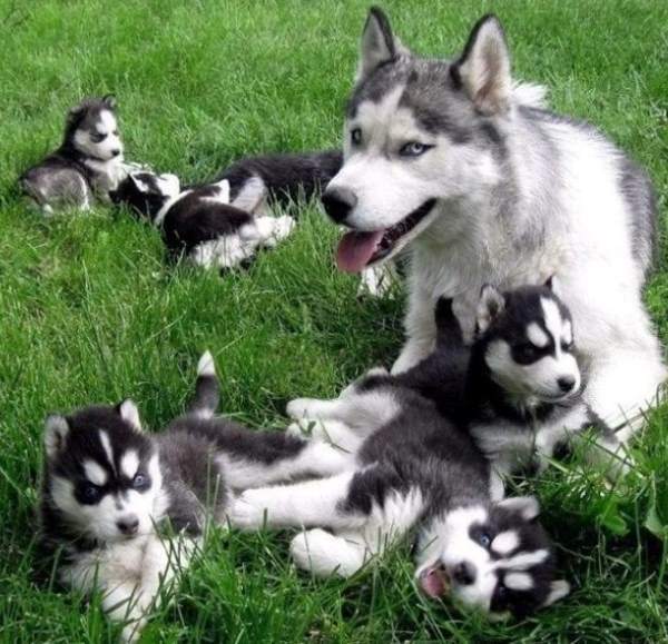 Dog Family
