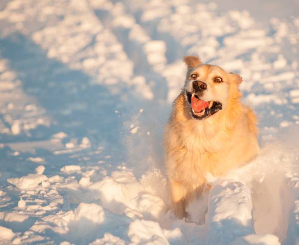 Dog Playing In Snow