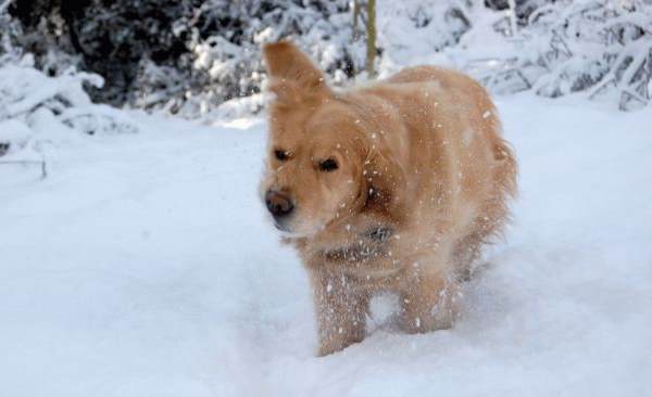 Dog Shaking Off Snow