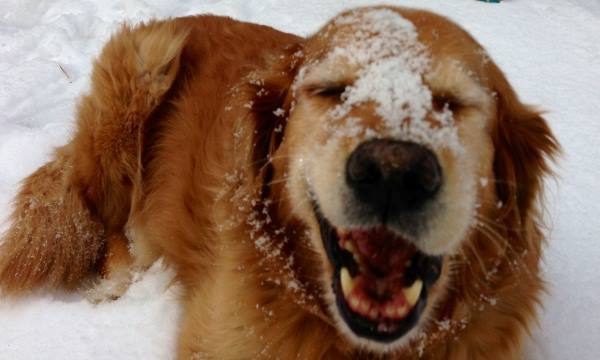 Dog Snow