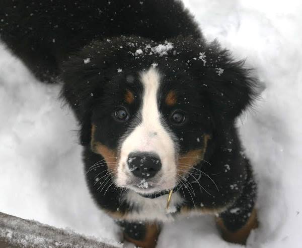 Dogs Loving Snow Bernese Mountain Dog