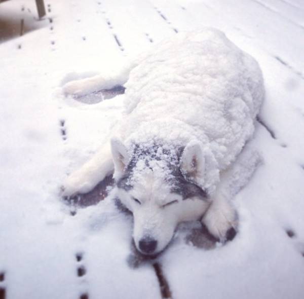 Dogs Loving Snow Husky