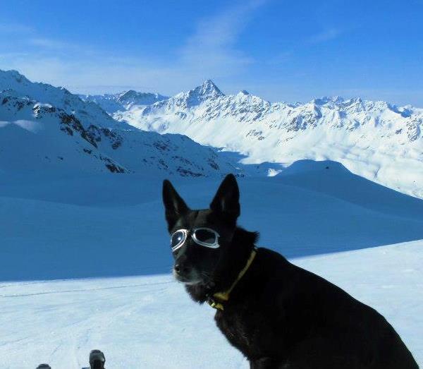 Dogs Loving Snow