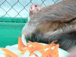 Eating Carrots Like A Dick