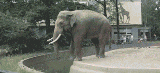 Elephant Jerk