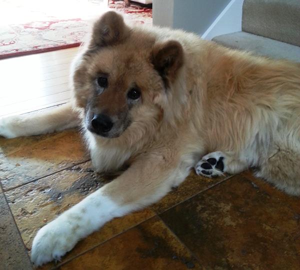 Fluffy Akita