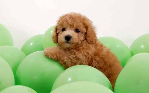 Fluffy Brown Puppy