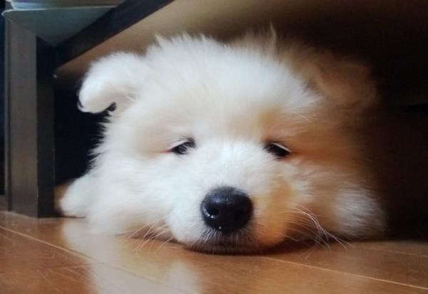 Fluffy Samoyed