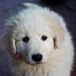 Fluffy White Puppy