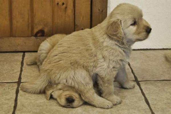 Funny Puppies