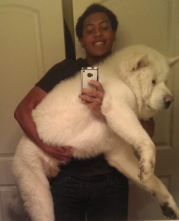 Giant Fluffy Akita