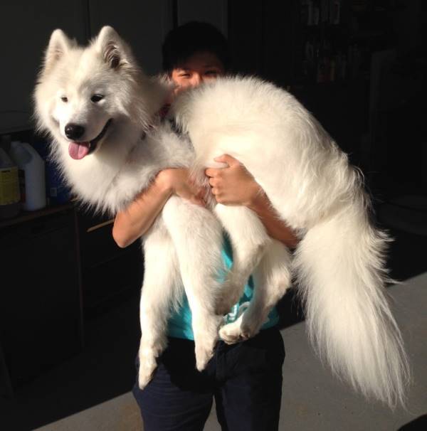 Giant Puppy