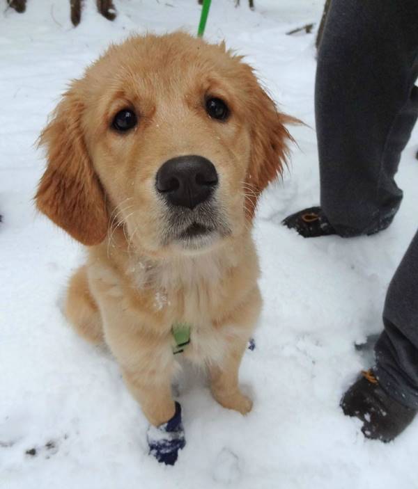 Golden Retriever In The Snow