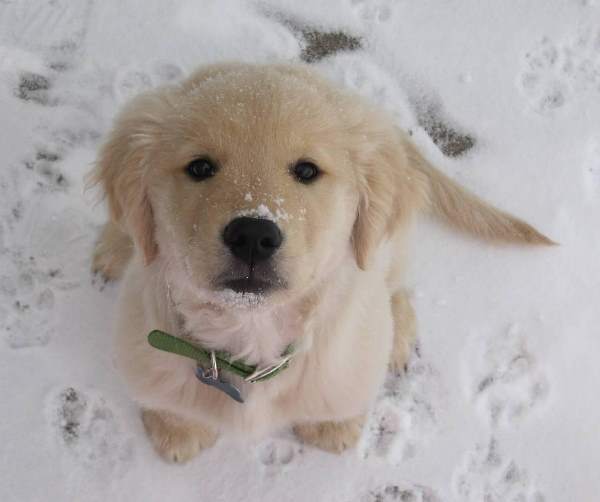 Golden Retriever Puppy Snow