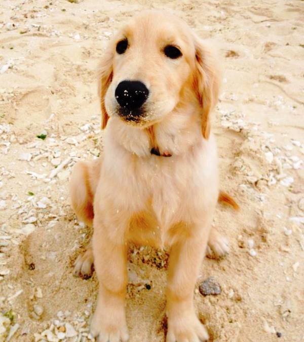 Golden Retriever Puppy