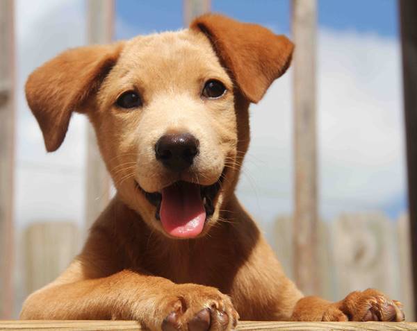 Happy Puppy