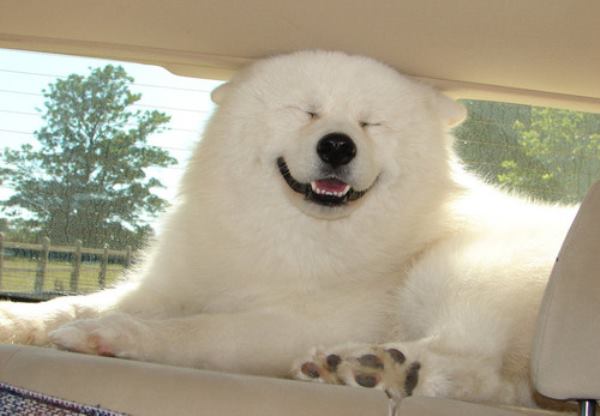 Happy Samoyed