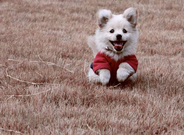 Happy White Puppy