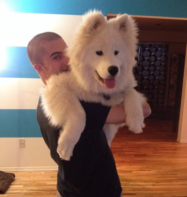 Holding Up A Samoyed