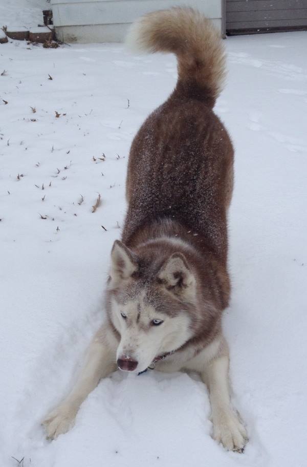 Husky Loves The Snow
