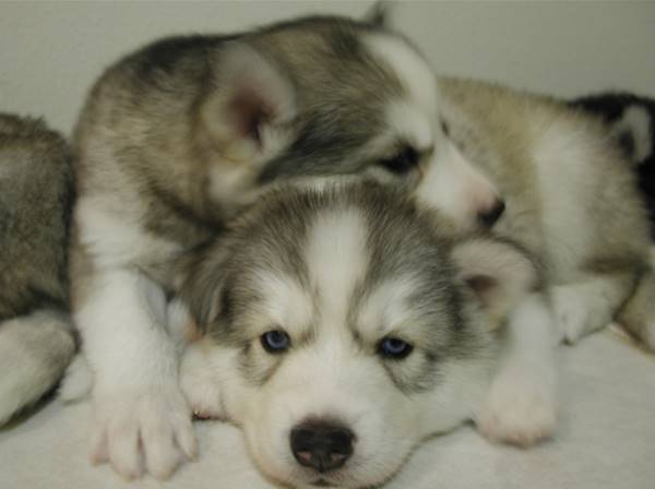 Husky Puppies Cuddling