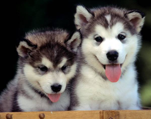 Husky Puppies