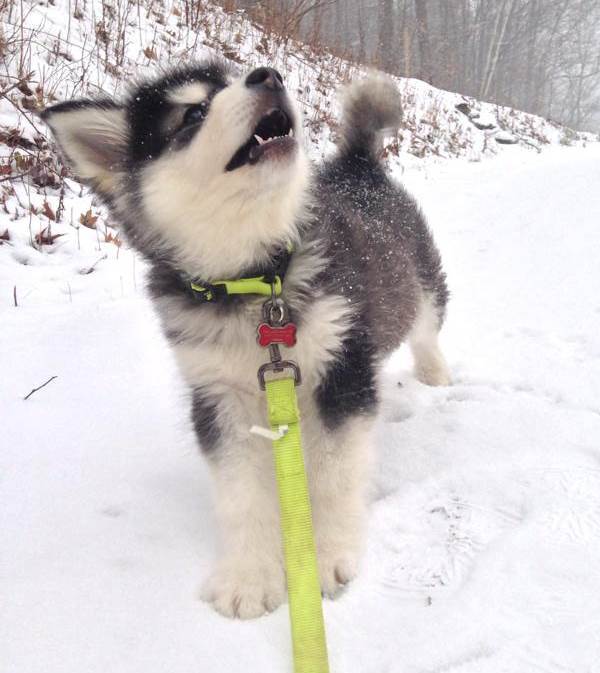 Husky Puppy In Snow