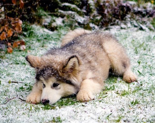 Husky Puppy