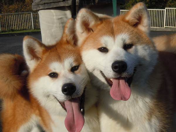 Japanese Akitas