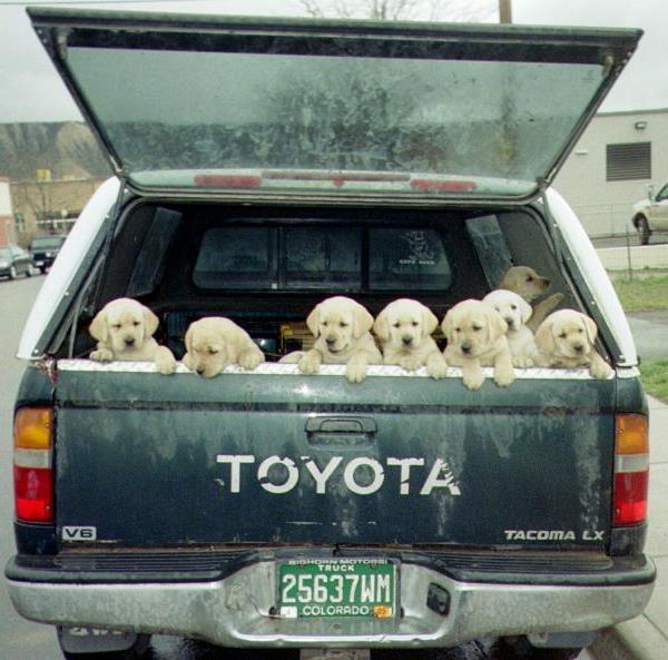 Labrador Puppies