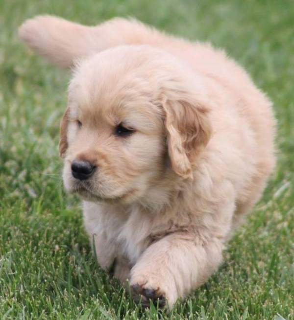 Labrador Puppy