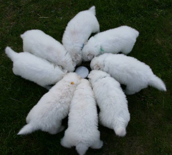 Litter Of Samoyed Puppies Eating