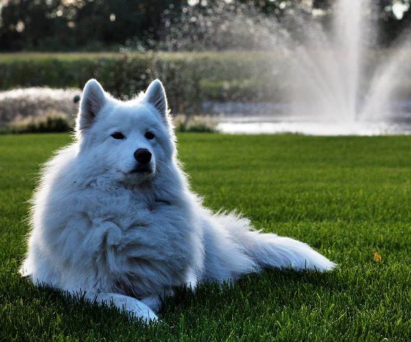 Majestic Bjelkier