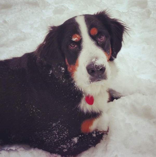 Millie In The Snow