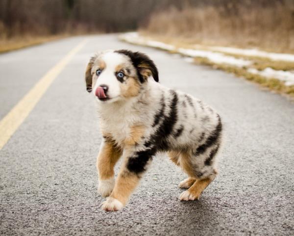Mini Australian Shepherd Puppy
