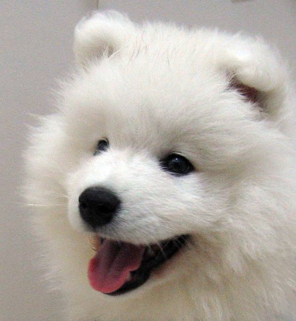 Nice Samoyed Dog Photo