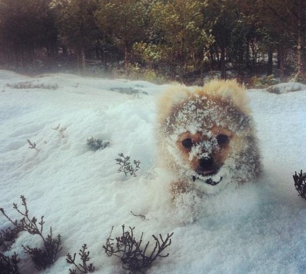 Pomeranian In The Snow