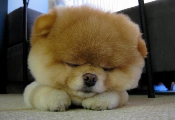 Pomeranian Puppy