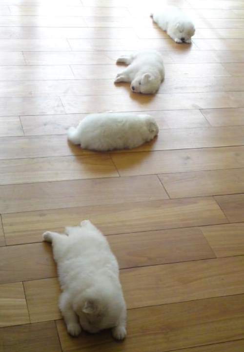 Puppies Sleeping