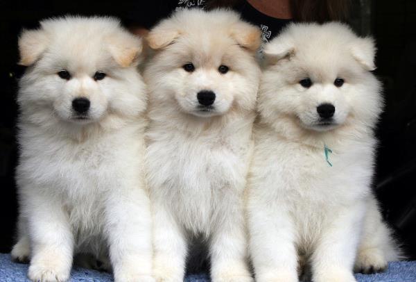 Puppies