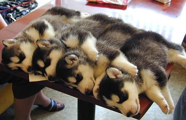 Puppy Brothers