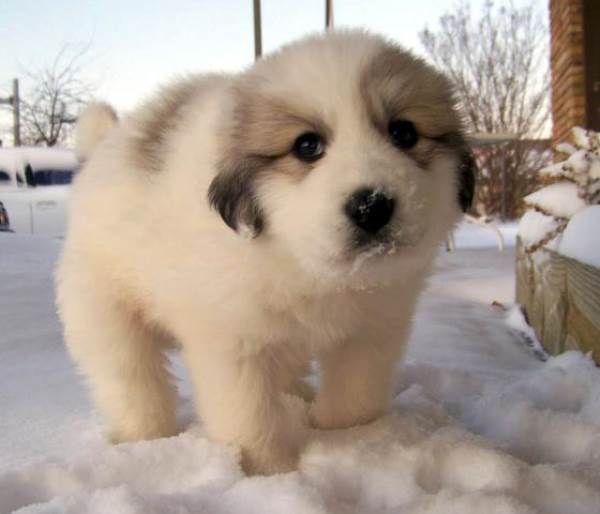 Puppy In The Snow