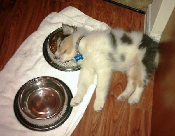 Puppy Naps In Bowl