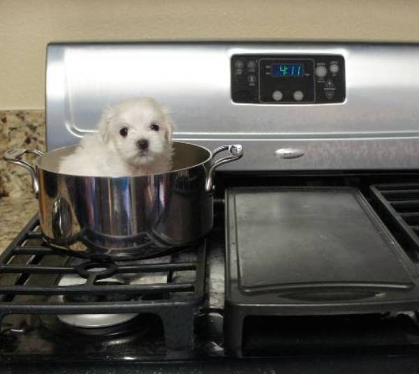 Puppy On The Stove
