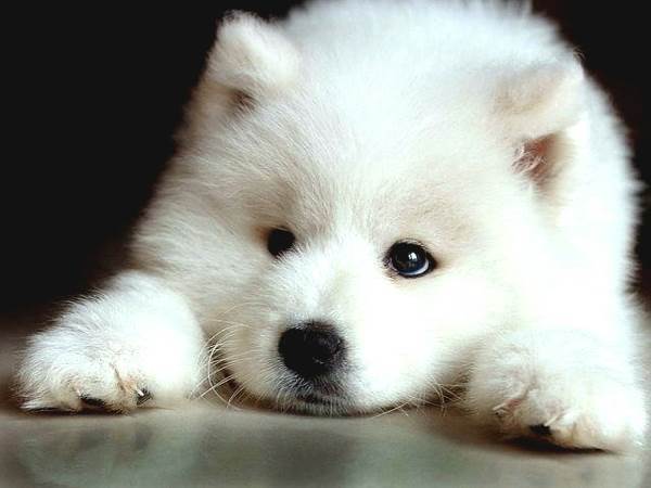 Puppy Photos Samoyed