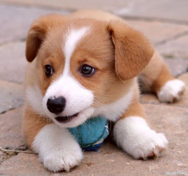 Puppy Pictures Ball