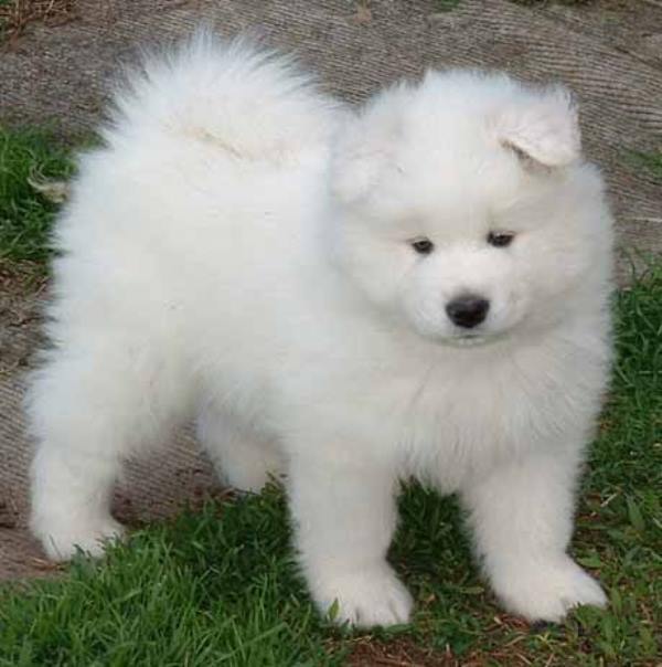 Puppy Samoyed