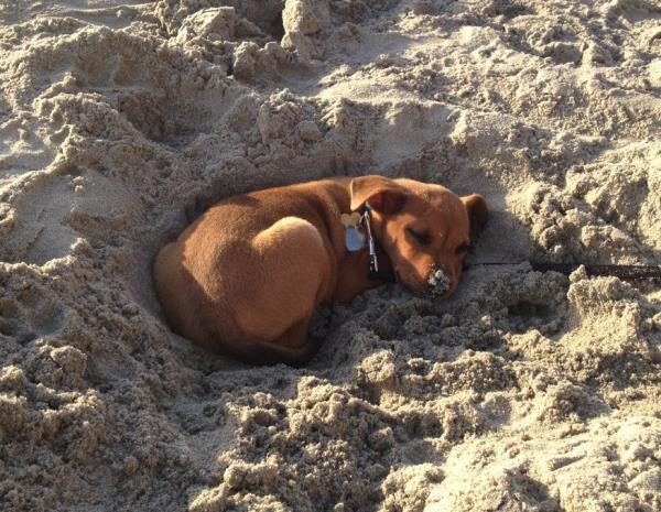 Puppy Sleeping At The Beach